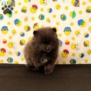 Dylan, Pomeranian Puppy